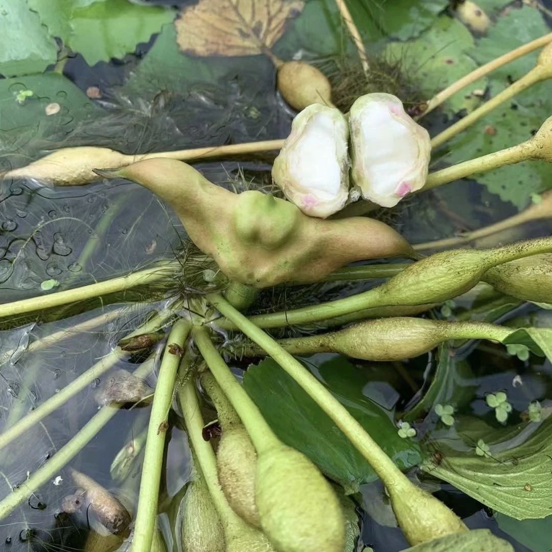 新鲜嫩菱角现摘现发湖北水果菱角新鲜老菱角清香粉粉糯糯