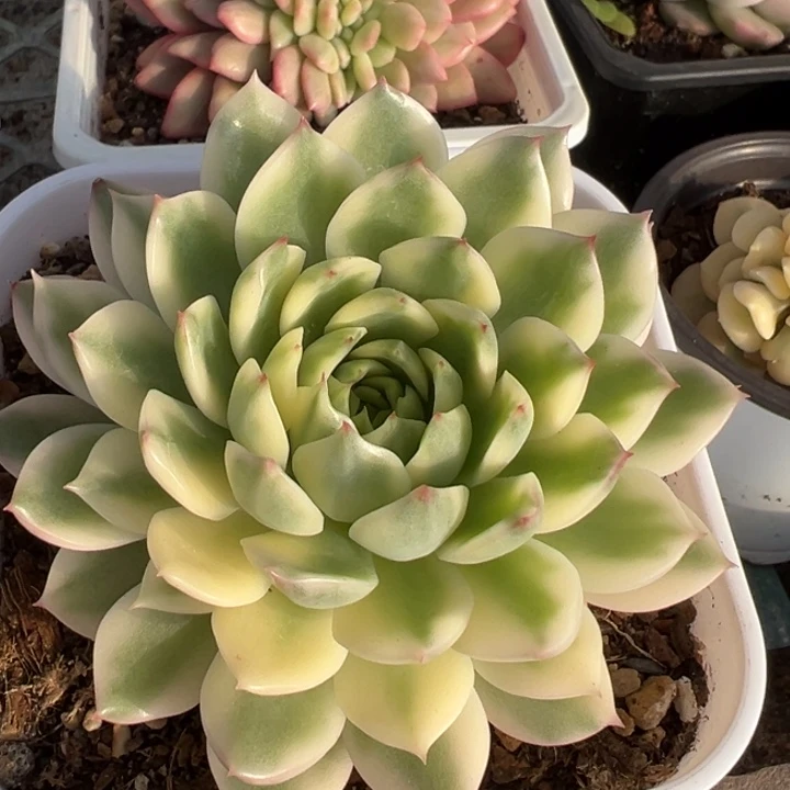 长岛冰茶锦一物一拍锦龙