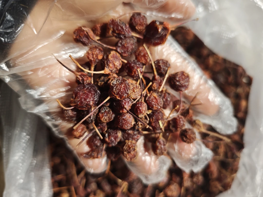 山山楂/云南新鲜小野山楂