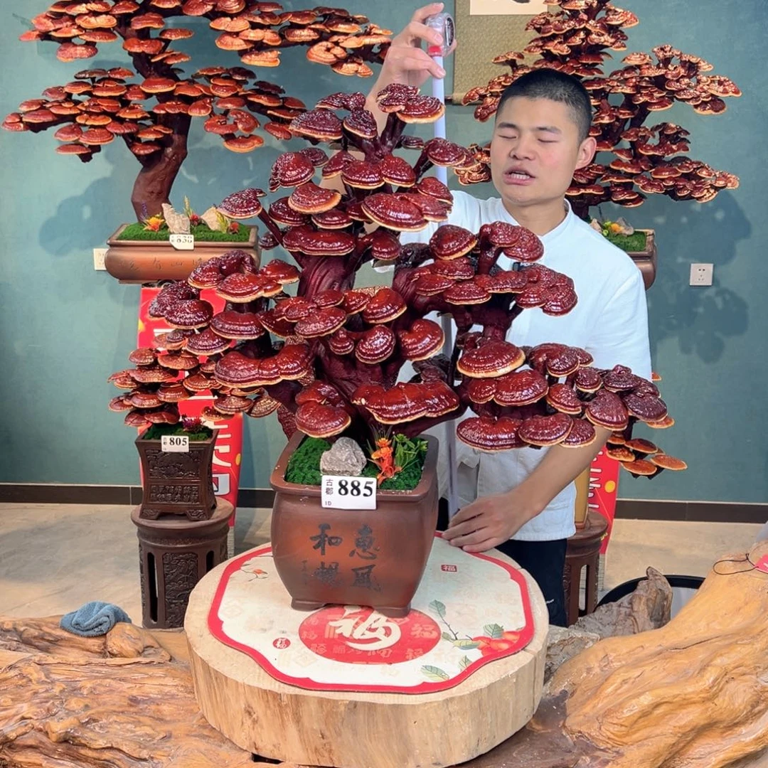 无花朵888888888888