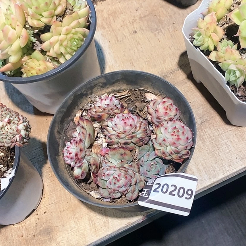 【闪购商品】香*儿马赛尔20209