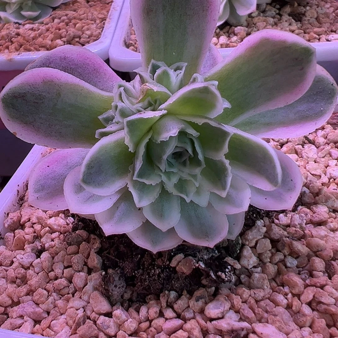 山地玫瑰锦秋夕1390号