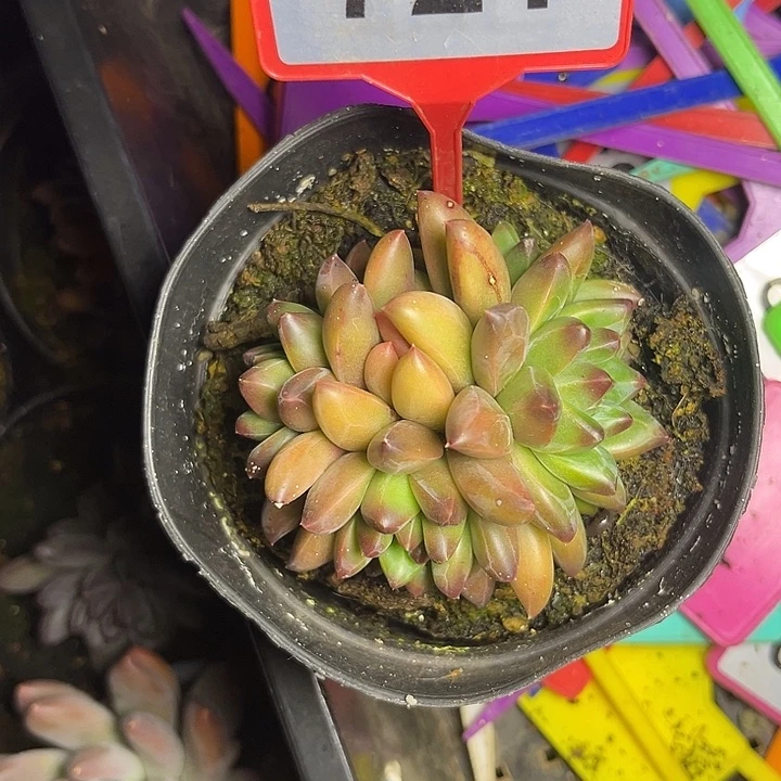 多肉植物彩体优选美人721