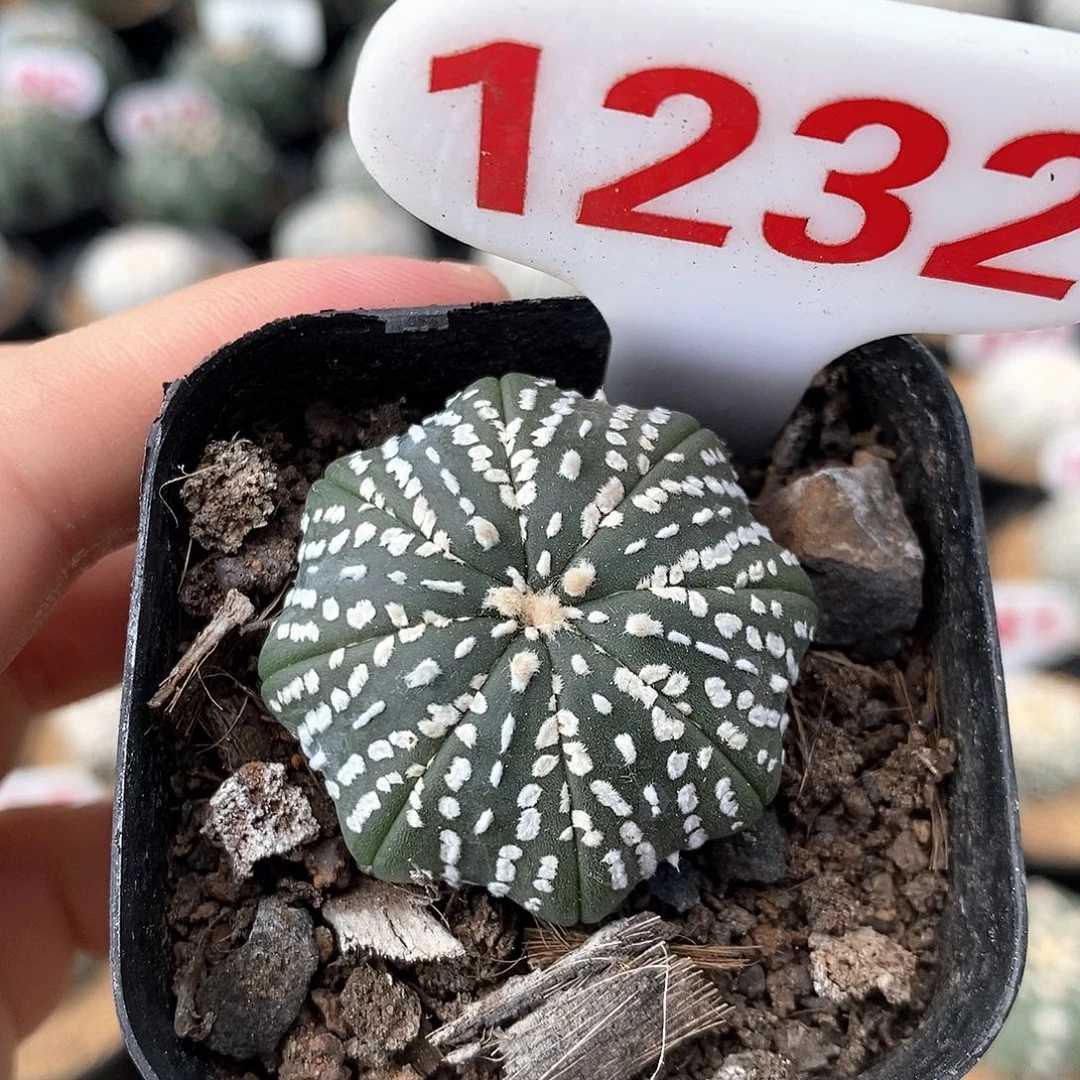 1232海星兜系列产品福利