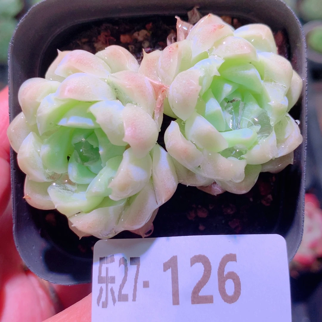 乐然27-126 白月影双头