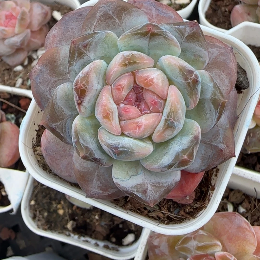 小卡拉米糖心一物一拍