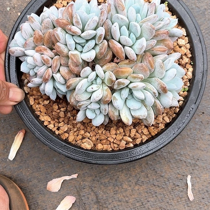 多肉植物一物一拍