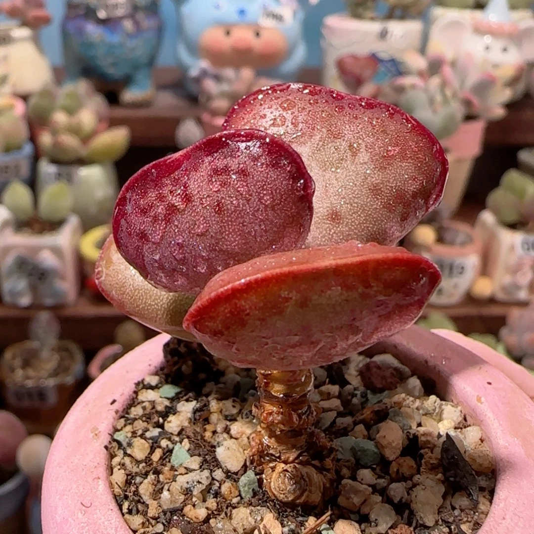 首选爱心 盆口4cm