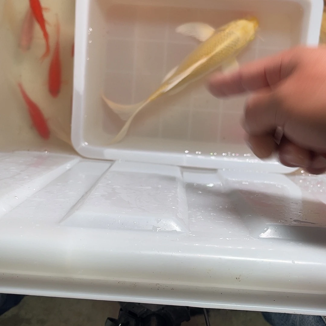 锦鲤包邮，包损6666