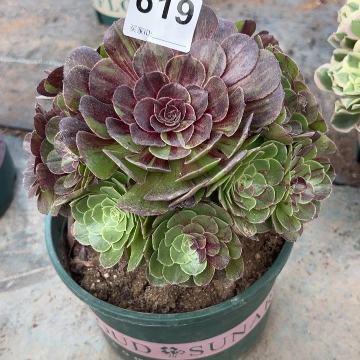 619花月夜16厘米半木质