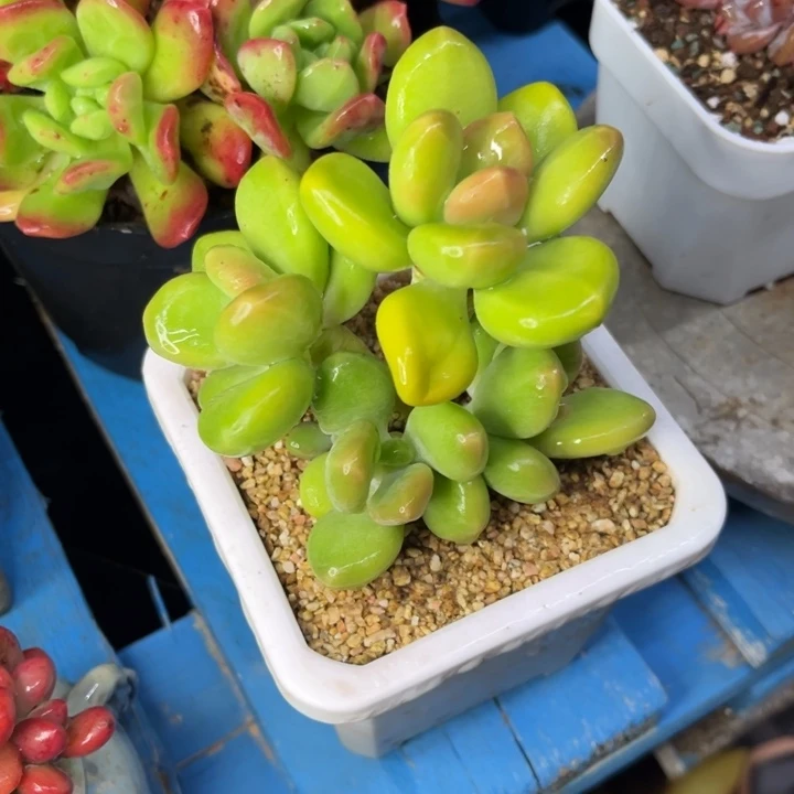 芒果奶小群一物一拍