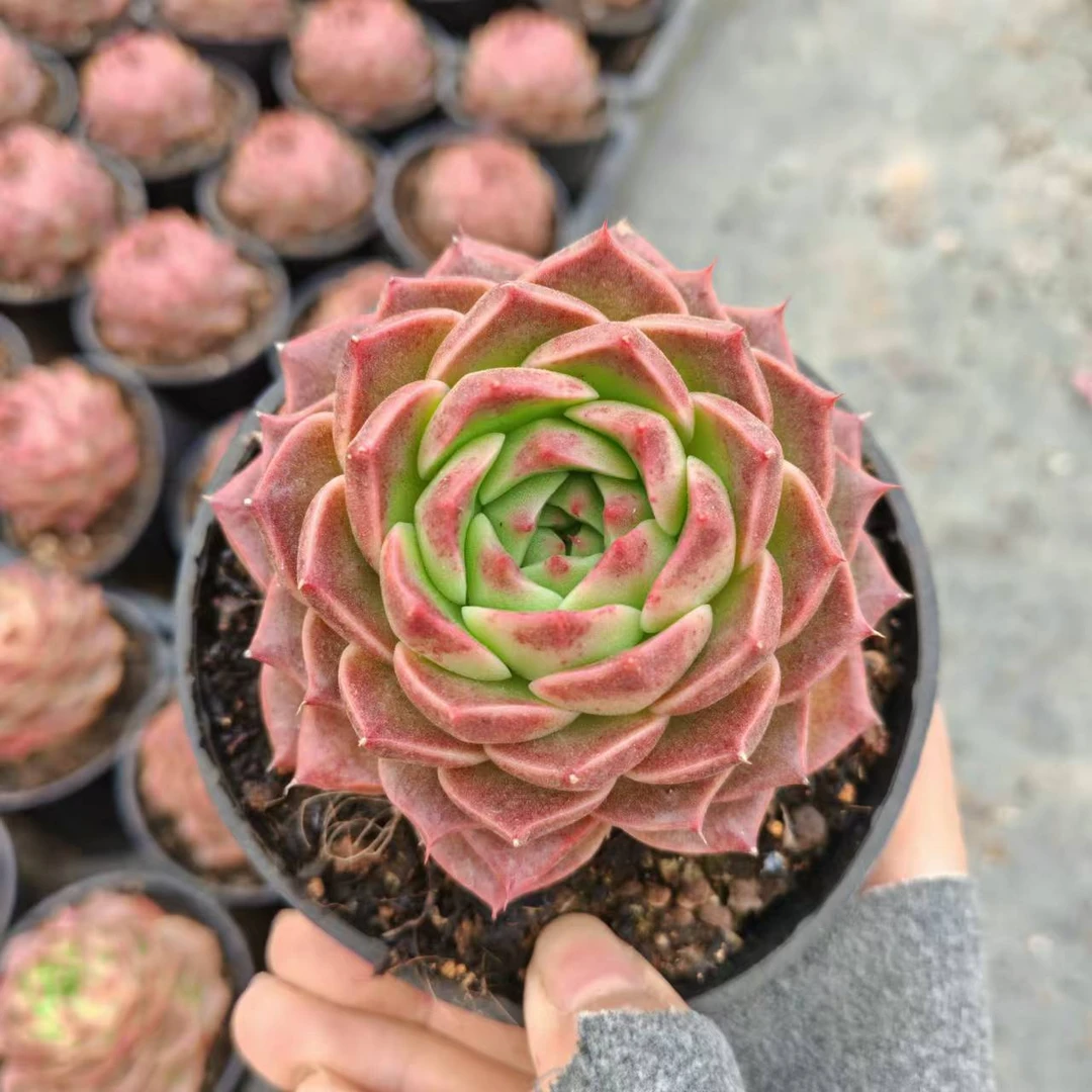 8#红梅多肉植物 前男友精品多肉SM963