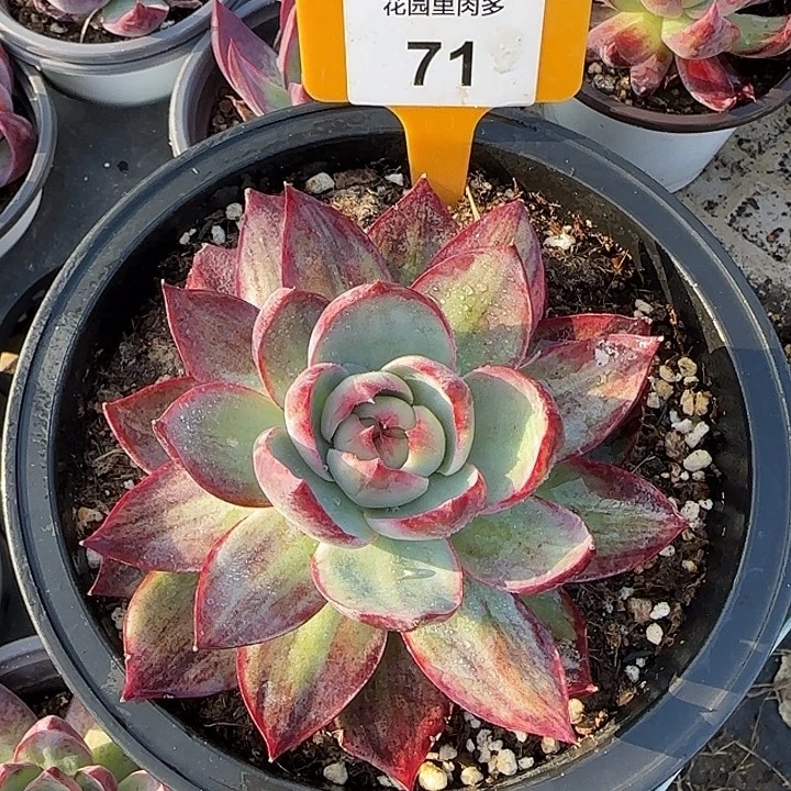 71 惊鸿仙子多肉植物