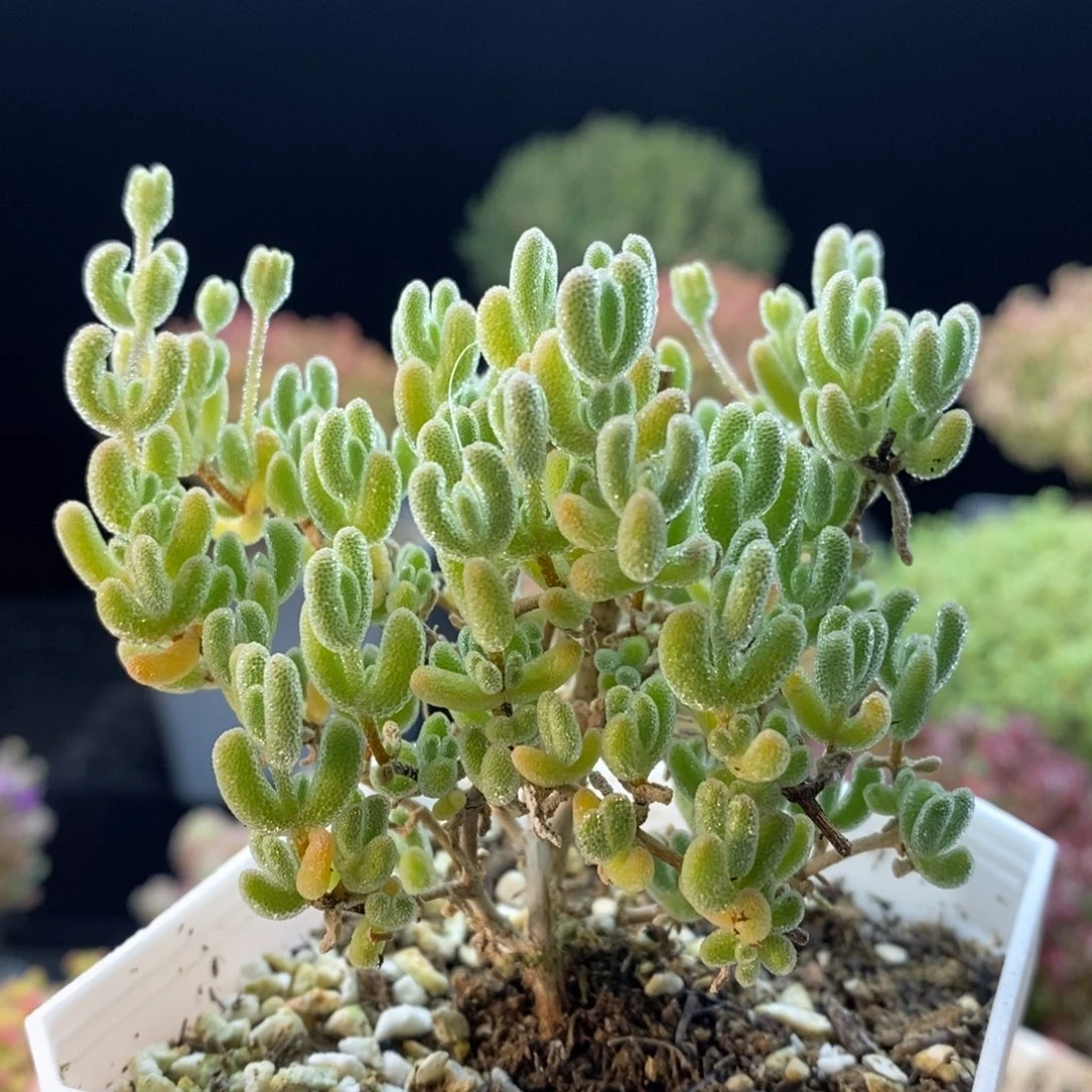 043冰晶或者冰晶杂。