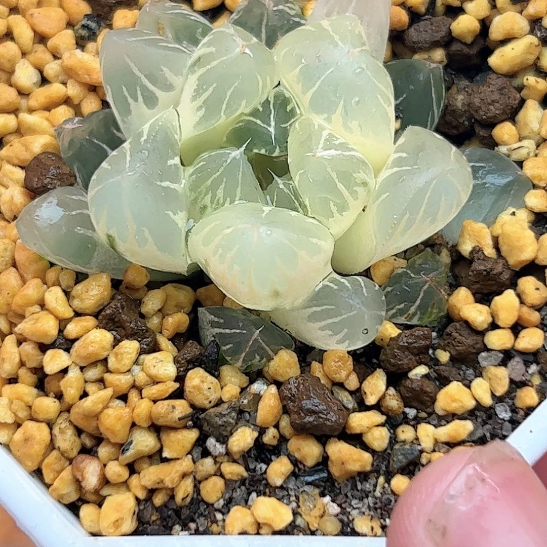 糊斑北极之光锦十二卷