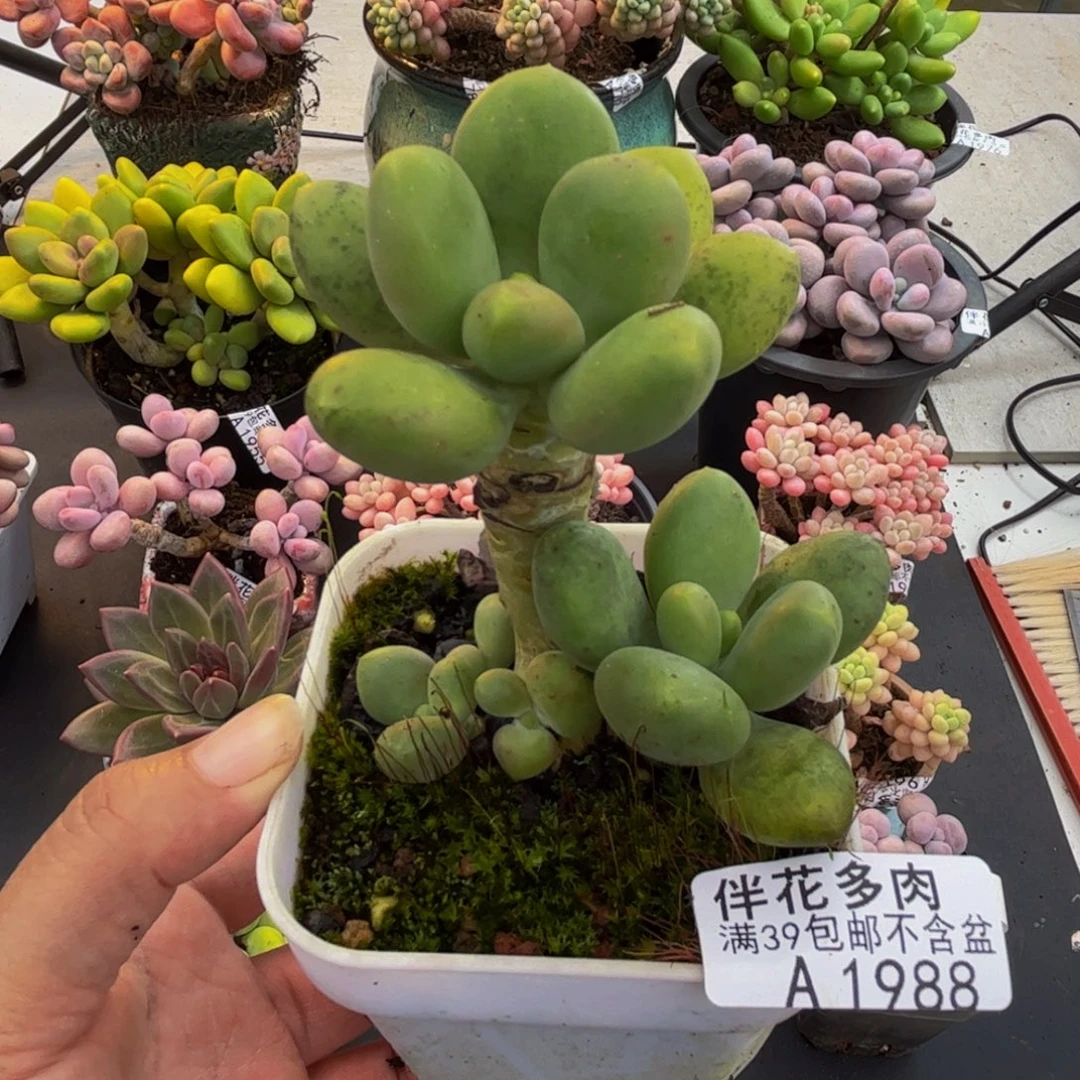 1988芒果奶6cm多肉