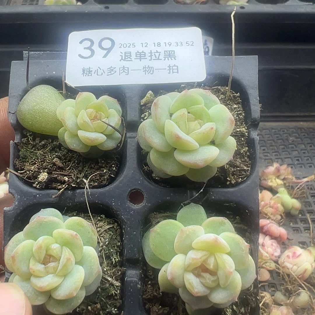 糖心多肉一物一拍39-49号水晶