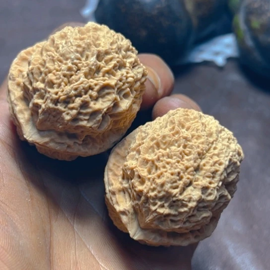 核桃卡43蚂蚁窝27号
