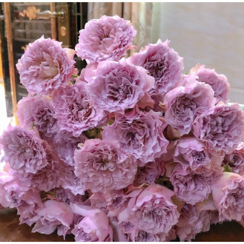 【仙女罗拉】精选仙女罗拉多头玫瑰家居摆放插花云南鲜花优质鲜切花