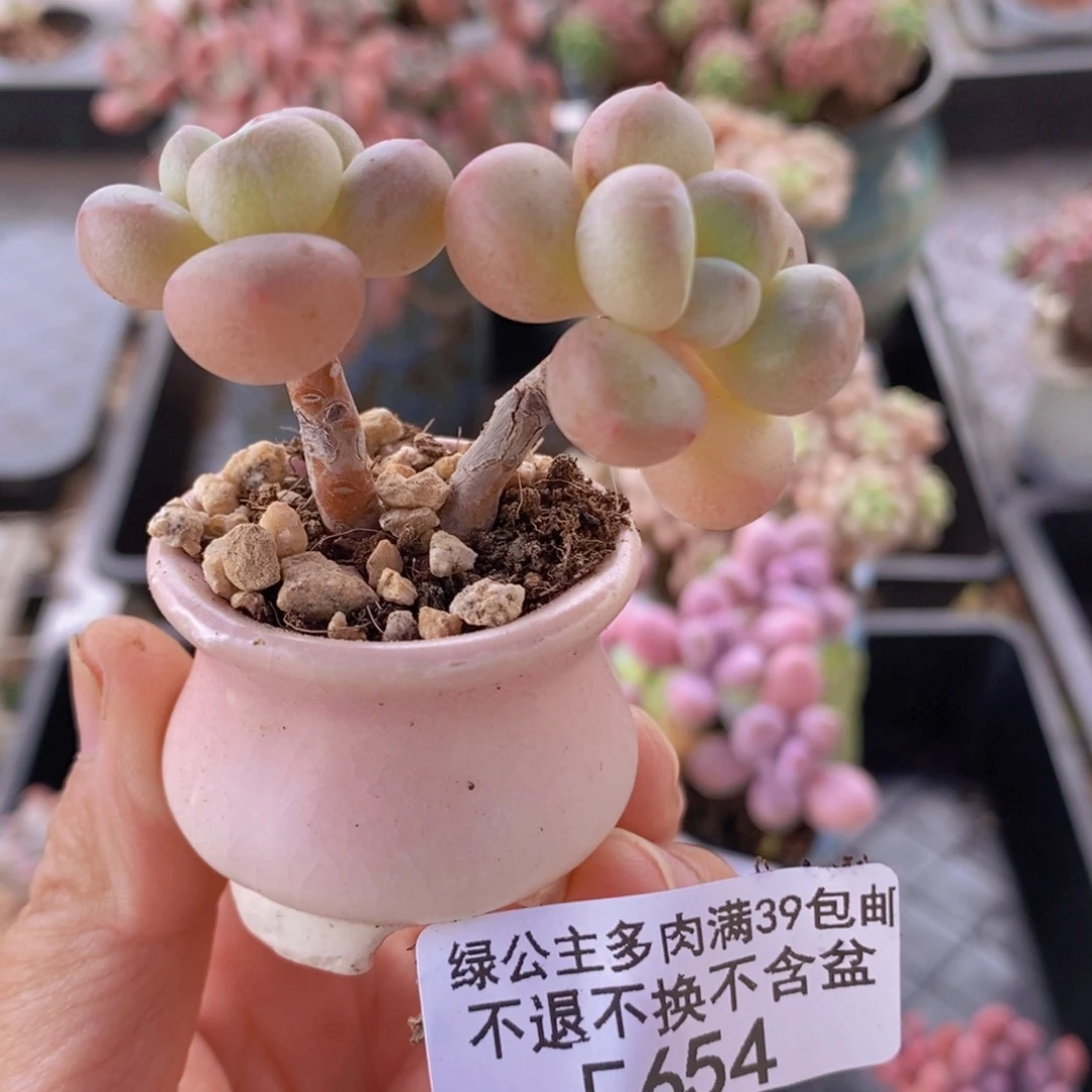 萤火虫5cm654多肉植物