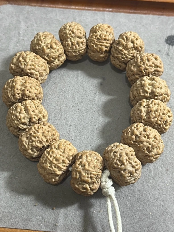 尼泊尔5瓣微夹24高16全品无黄金刚菩提！高密度奶白皮