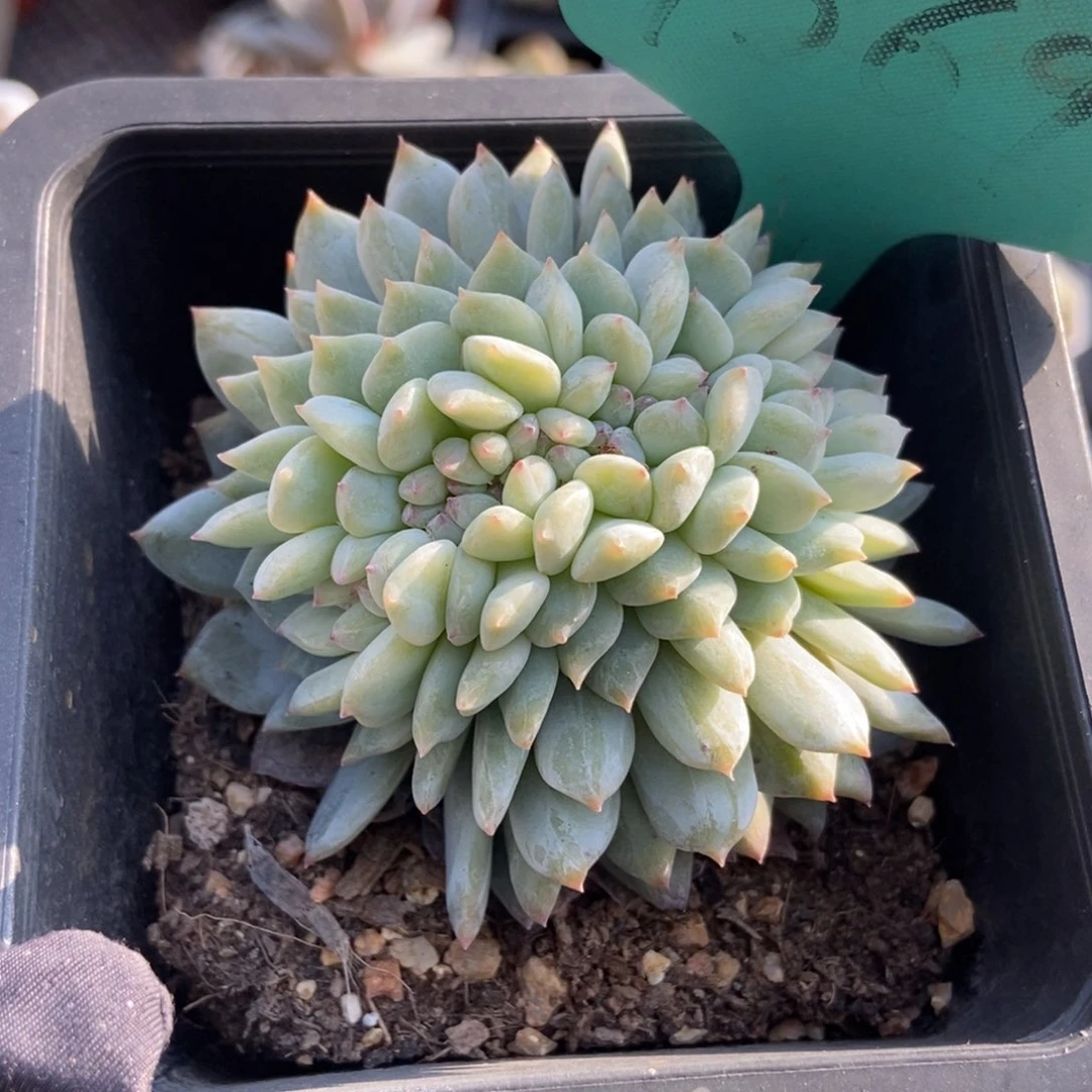 1569橙子缀多肉植物