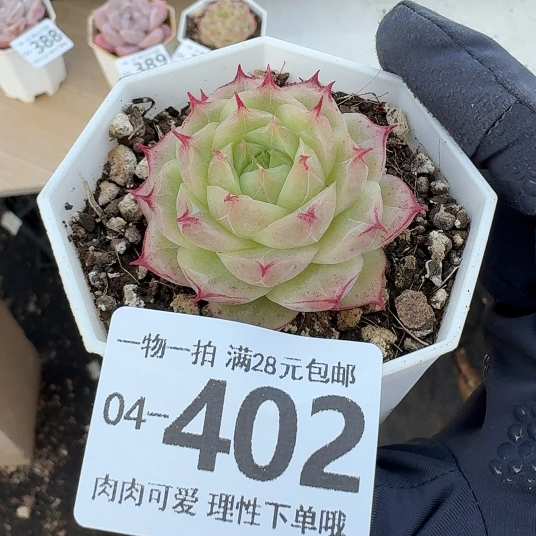 莲华无盆土发货无
