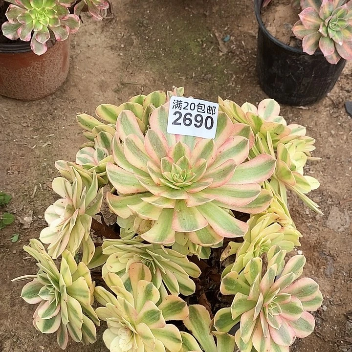 2690 一颗雨何轮回