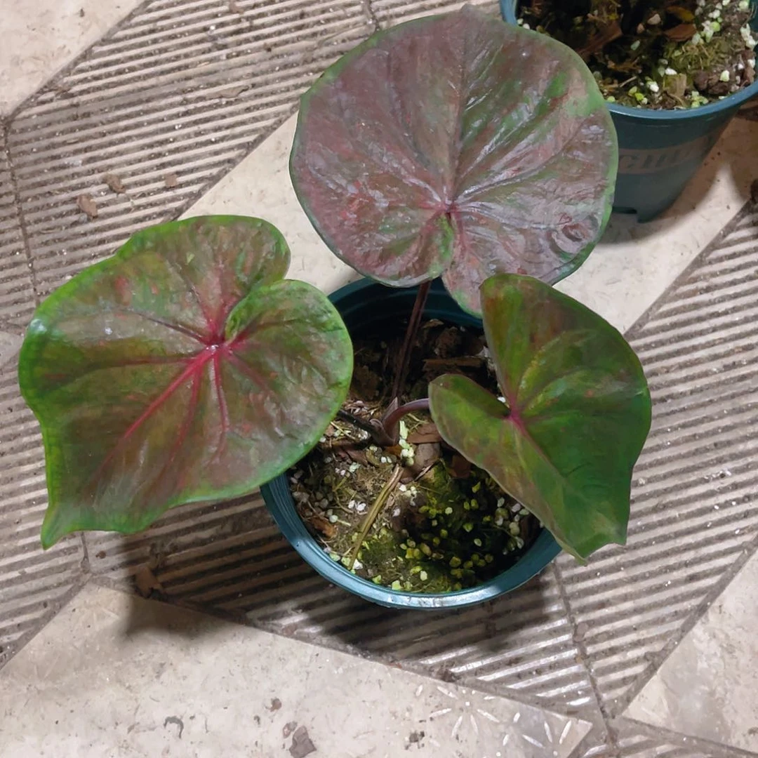 完全开放m**a703泰彩