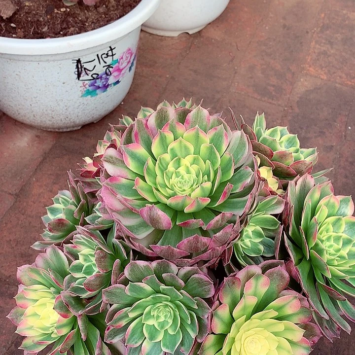 海王捧花，多肉植物