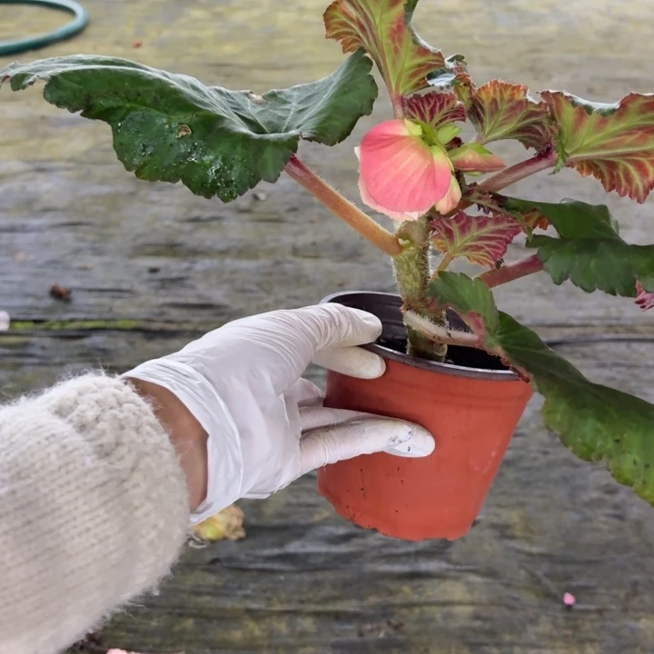 当前无花栽培后可以开花贵妃粉花边只包到手不包养护
