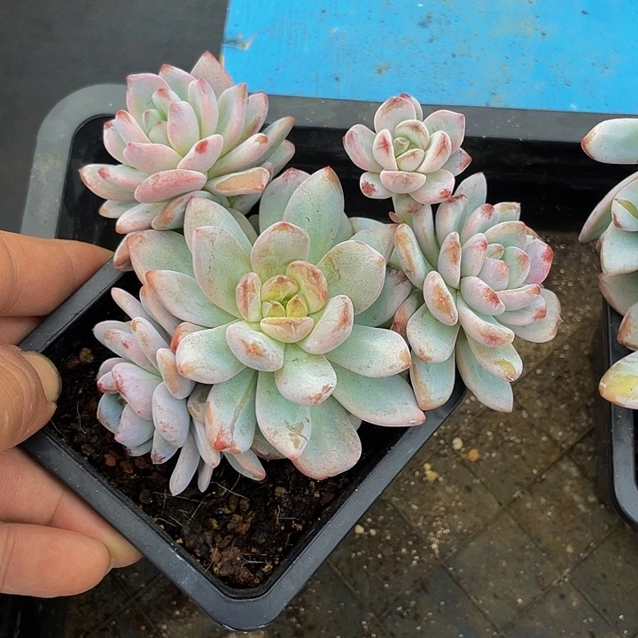 星星雪一物一拍哦