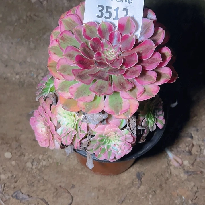 3512红铜白多肉植物