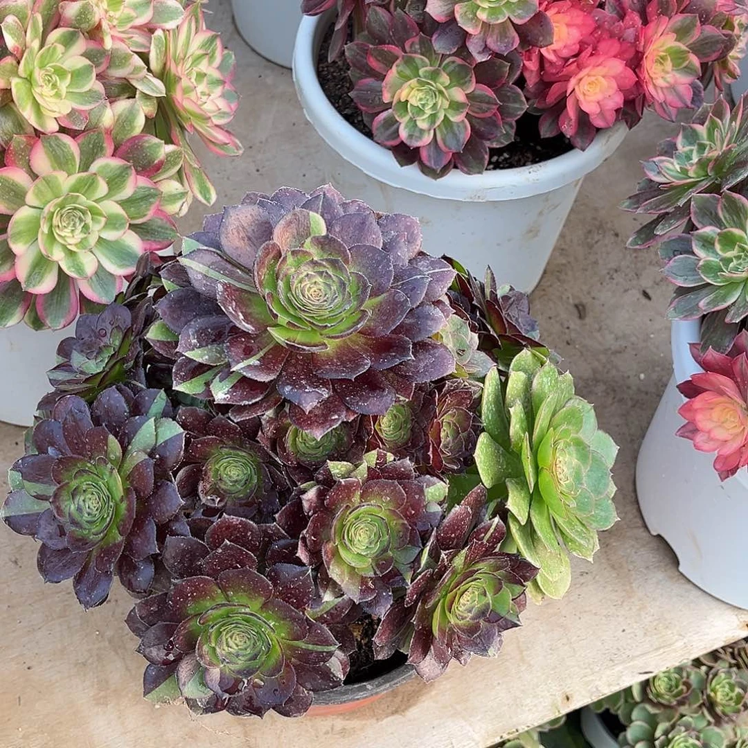 奔***包hhhhhhhhhhhhhhhh