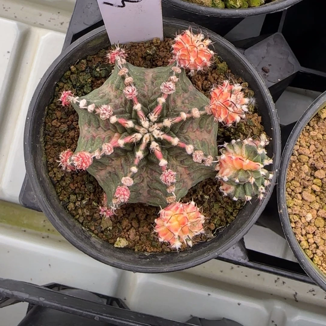 253-0309脱土发海神锦多肉