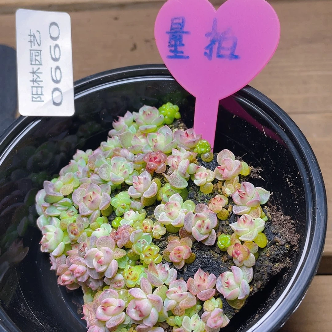 量拍多肉植物多肉植物660