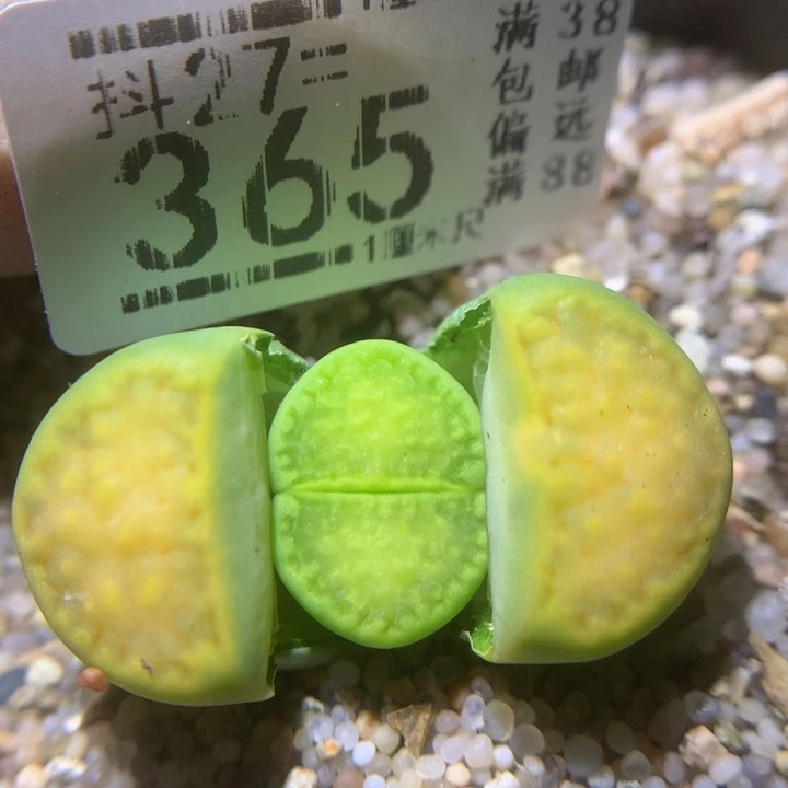 精品生石花27.365