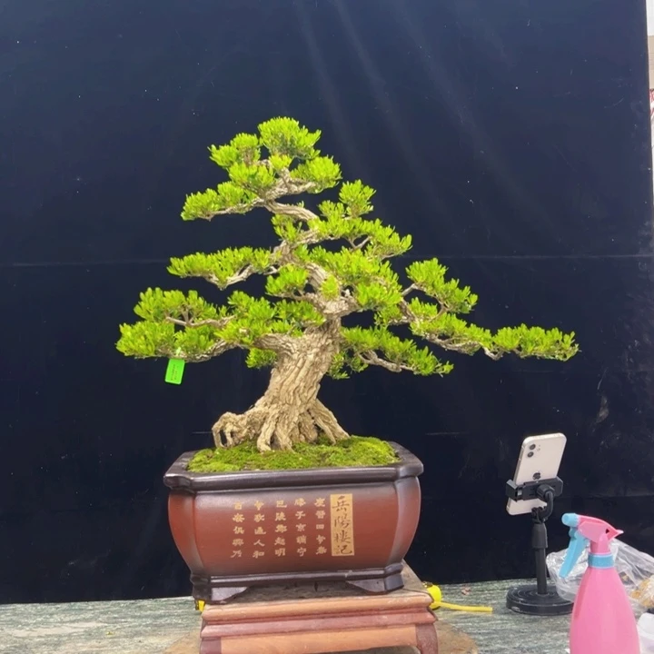 无花朵广东皱皮雀舌黄杨