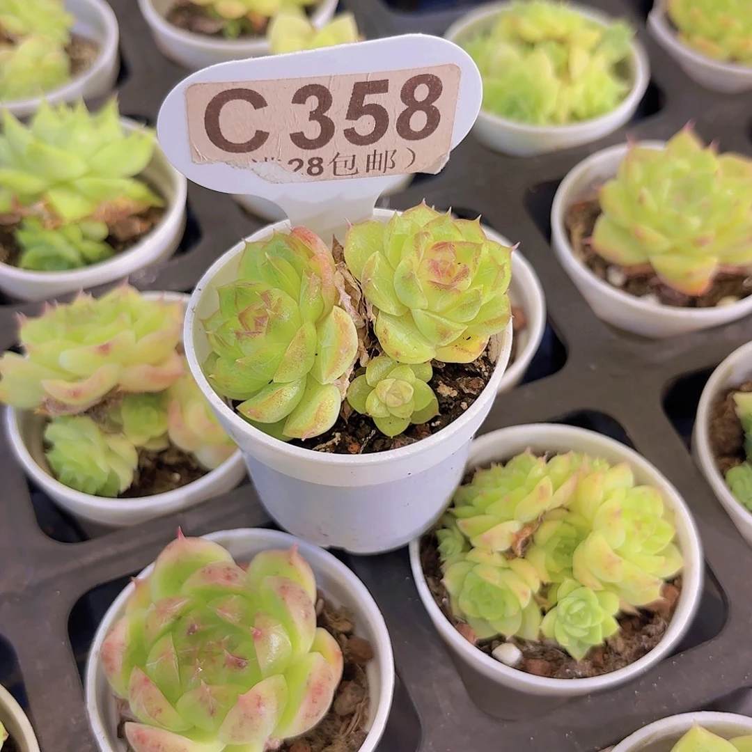 C358麦秆一物一拍