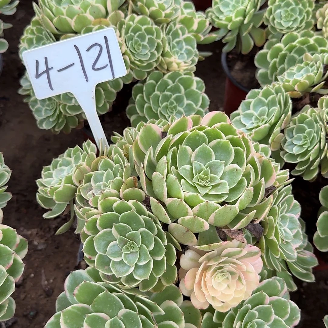 4-121粉花夭多肉法师