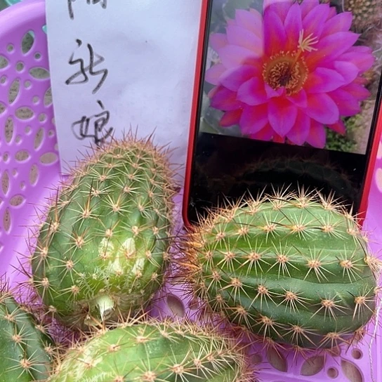 太阳新娘无根侧牙