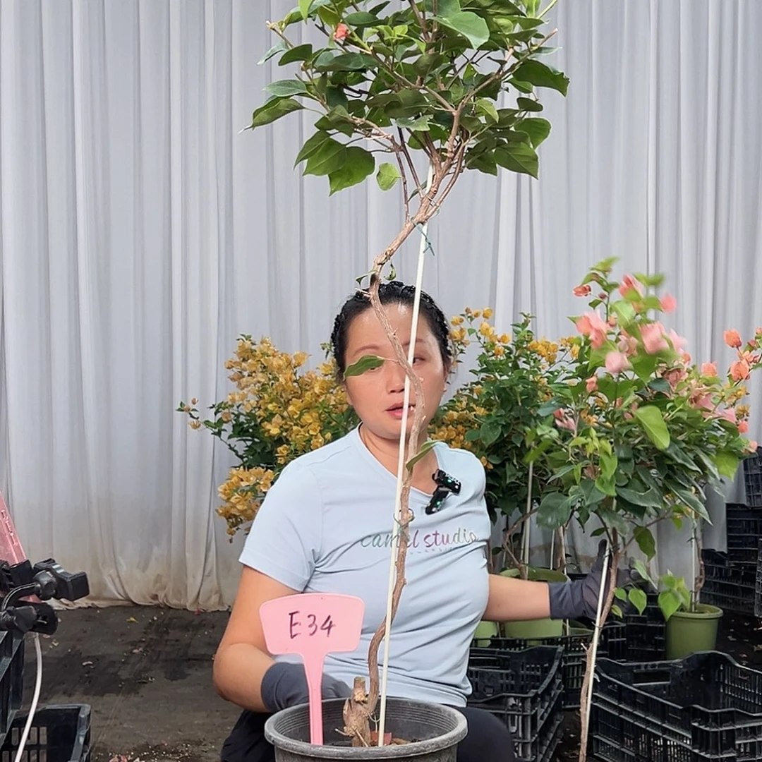 朦***》当前无花栽培后可以开花E34不甜西瓜