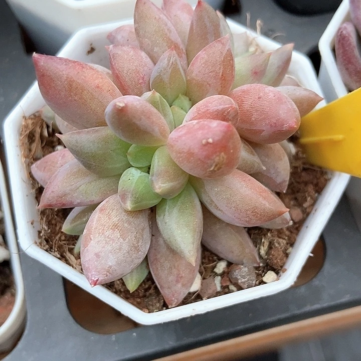 多肉植物水晶球906