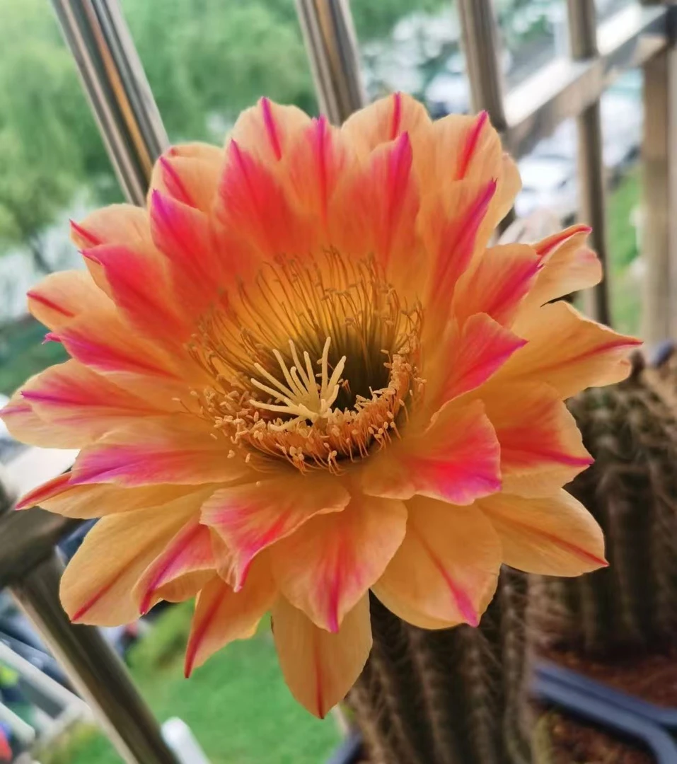 毛花柱 火焰魔术 一单也邮