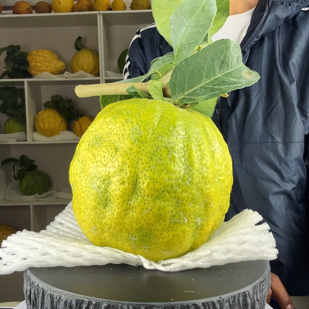 *****香水柠檬云南高山大香橼