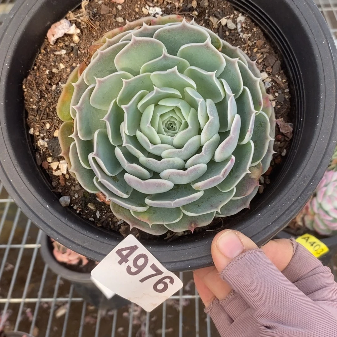 4976蓝丝绒一物一拍