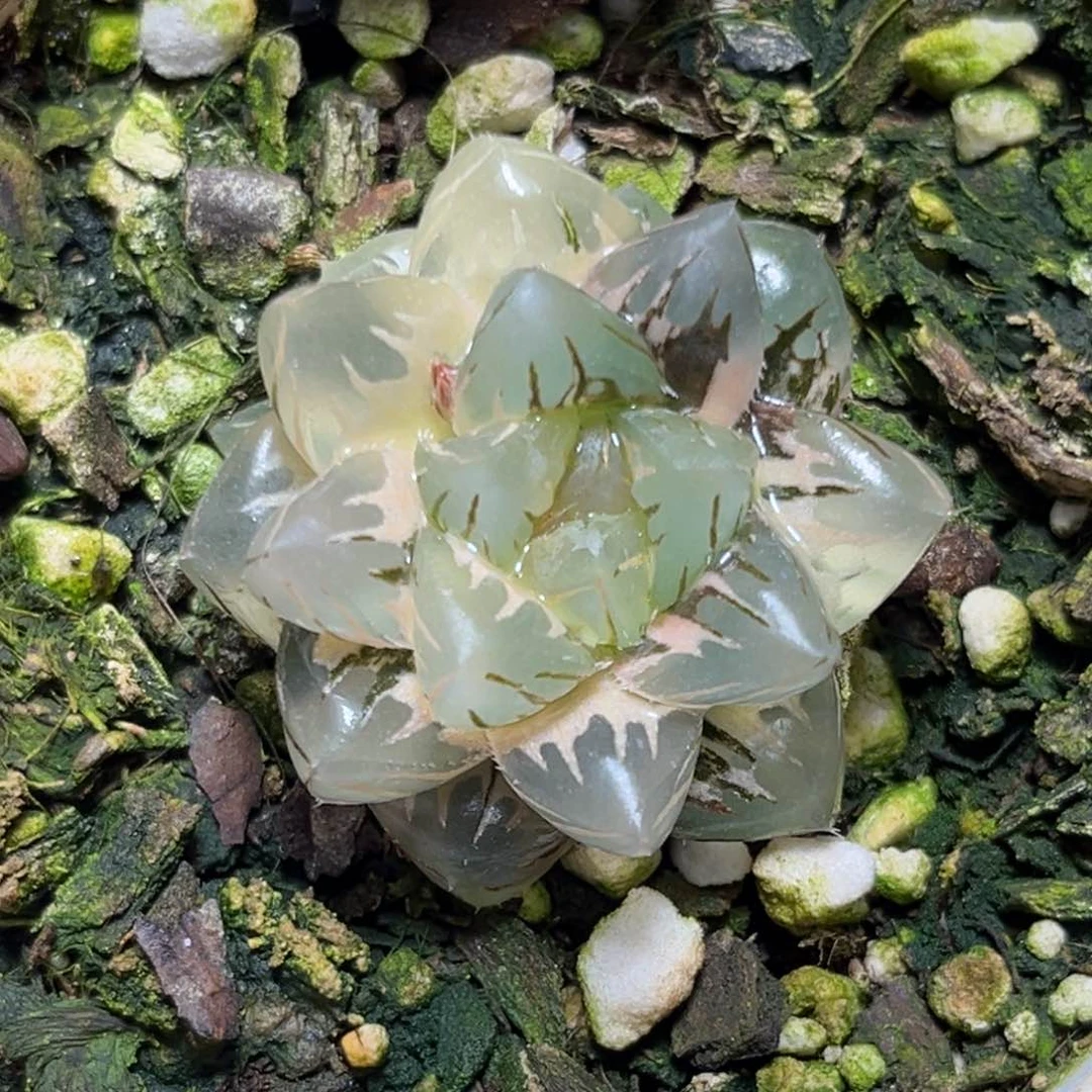 恭喜发财大吉大利0249水中月