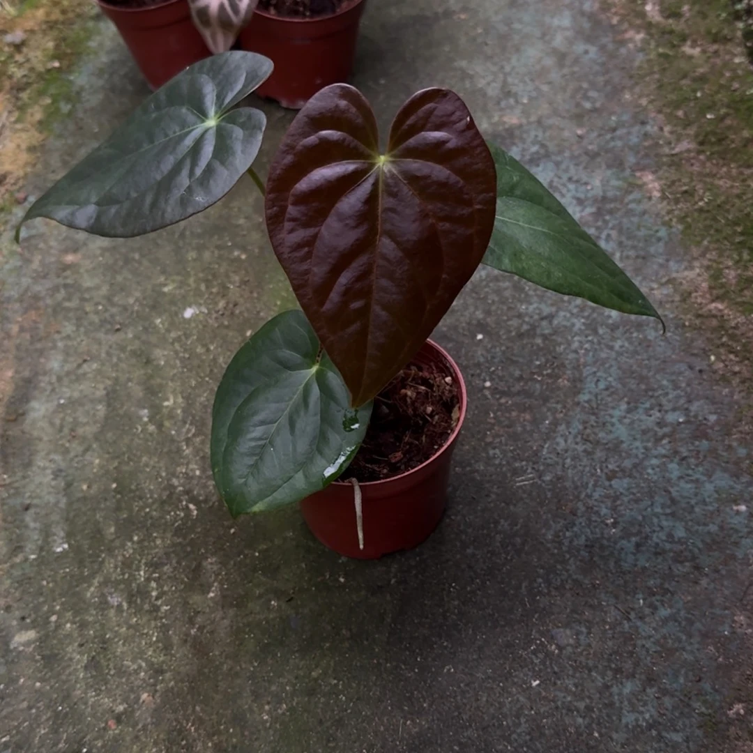 无花朵AM变色杂黑凤凰
