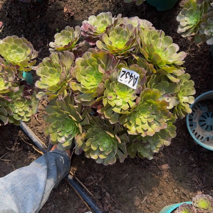 梅花花25-34包邮花花