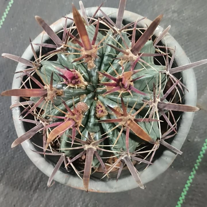 花花世界迷人眼好看